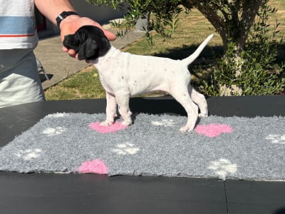 Les chiots de Pointer