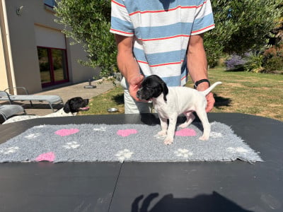 Les chiots de Pointer