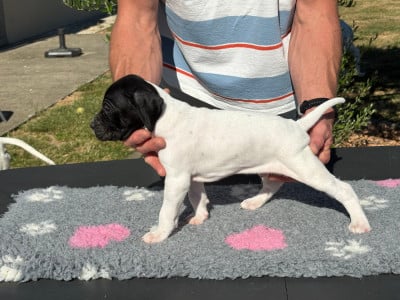 Les chiots de Pointer