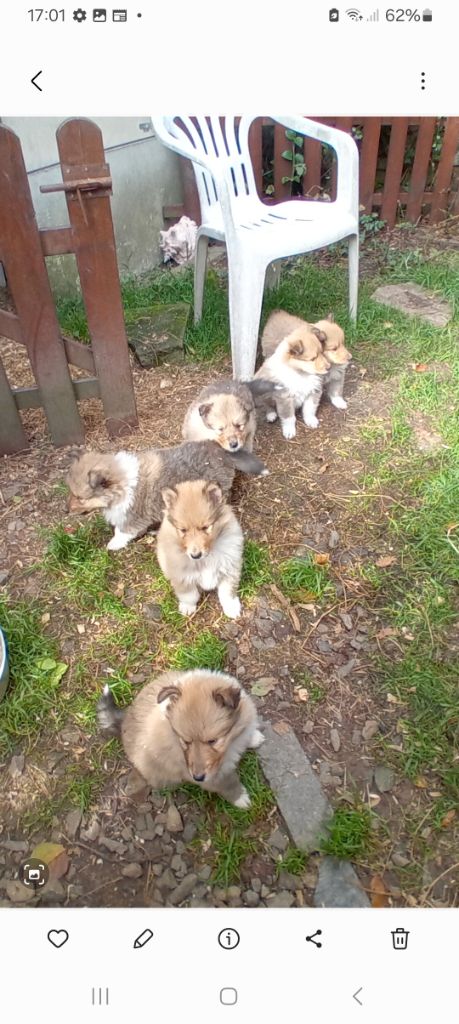 Colley à poil long - du Soleil Doux