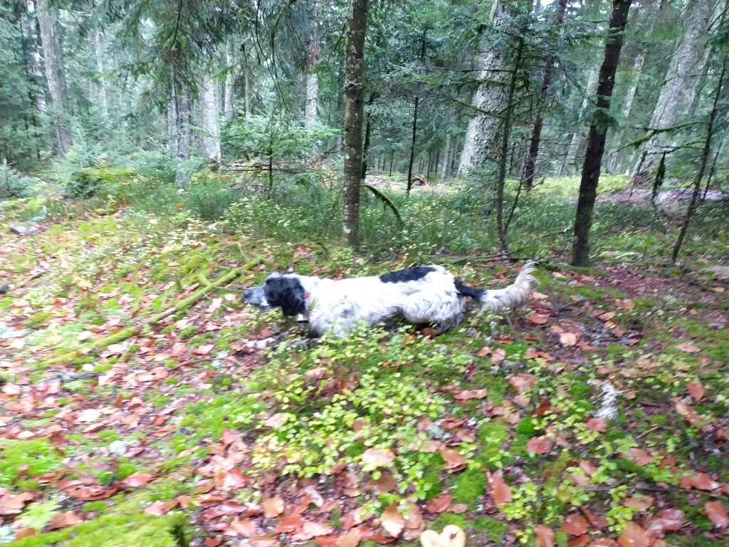 Publication : Des Bords De Coise