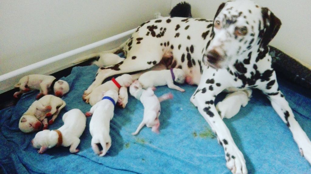 Accueil Elevage Du Clos De Patch Eleveur De Chiens Dalmatien