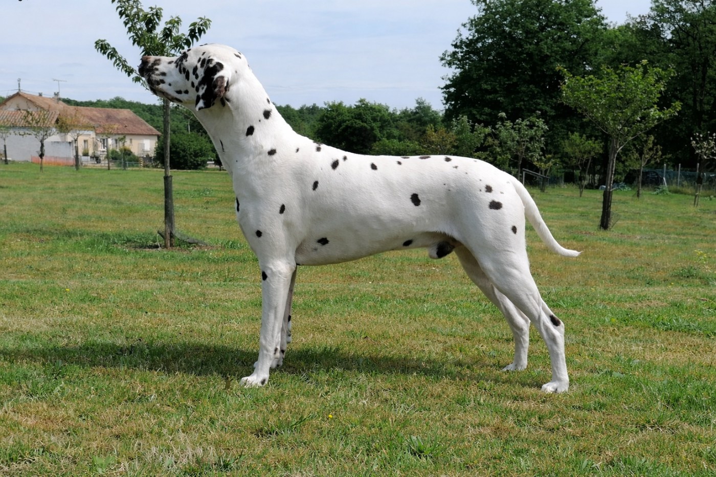 Publication : Du Clos De Patch Auteur : Gastineau Eloïse