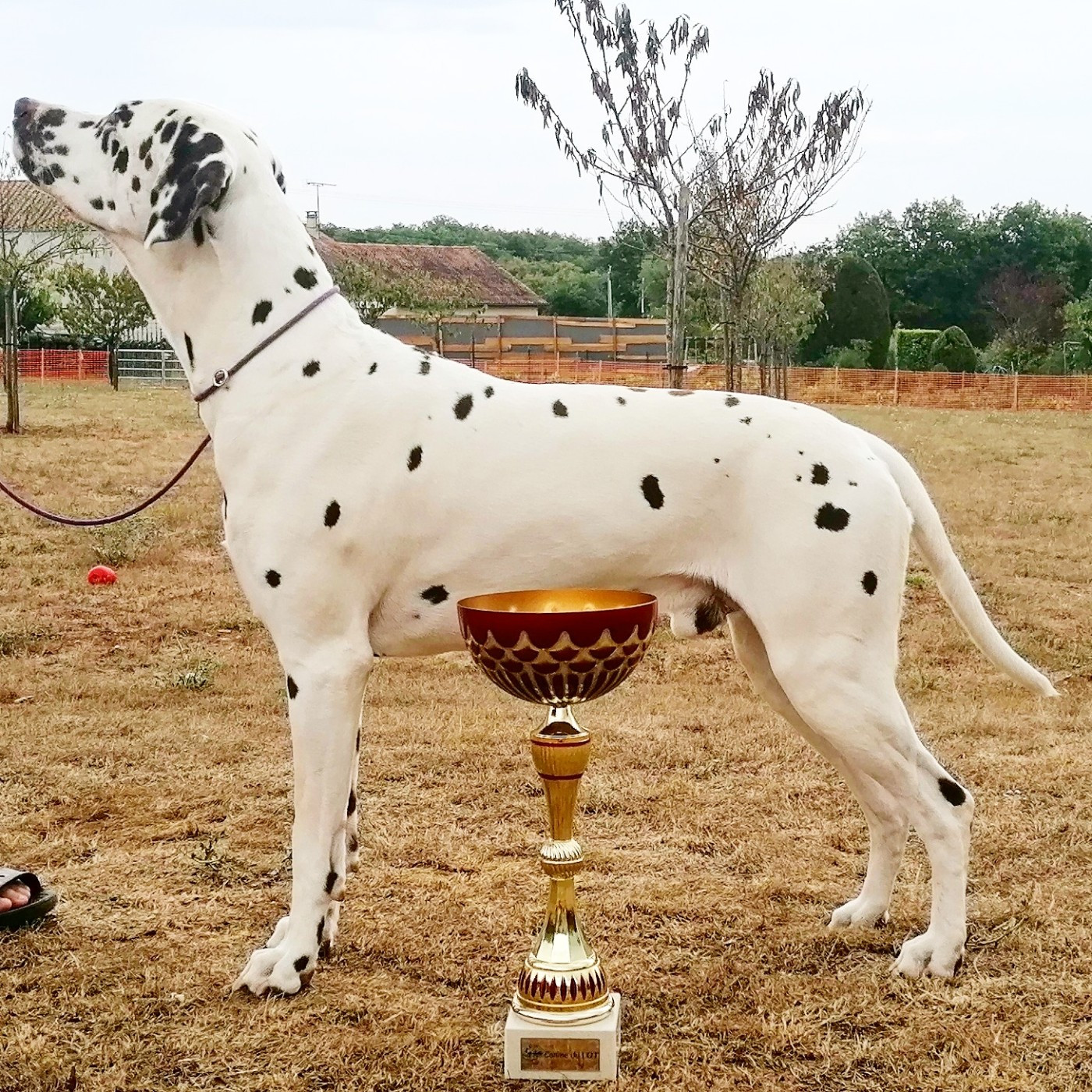 Publication : Du Clos De Patch Auteur : Gastineau Eloïse