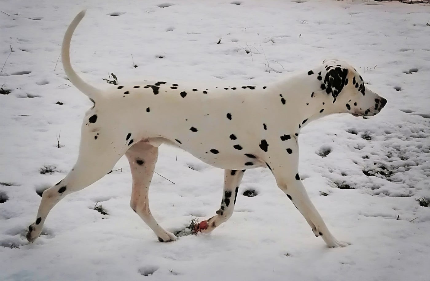 Publication : Du Clos De Patch Auteur : Gastineau Eloïse