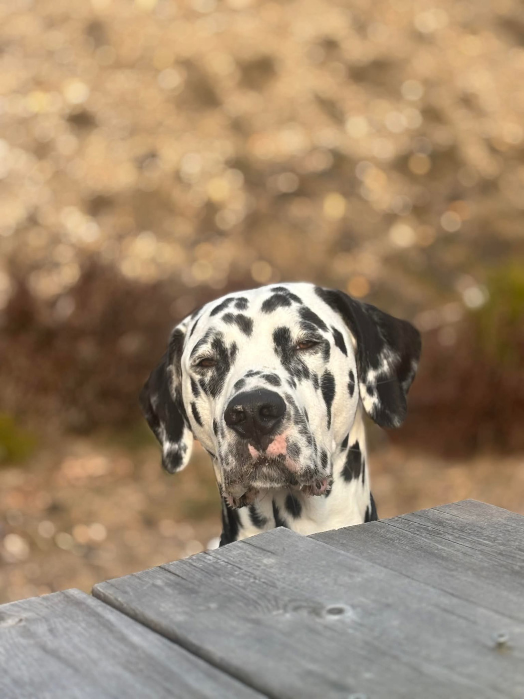 Thor Pinceau Du Clos De Patch