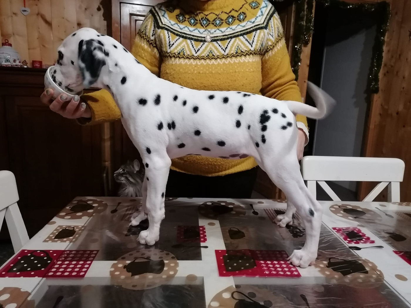 Taya Du Clos De Patch