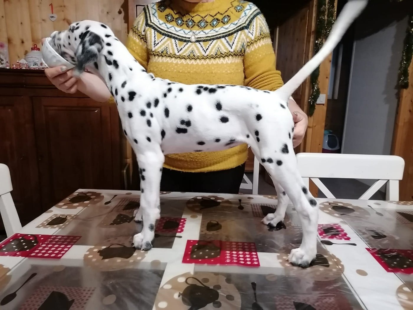 Tell The World I Love You Laïka Du Clos De Patch