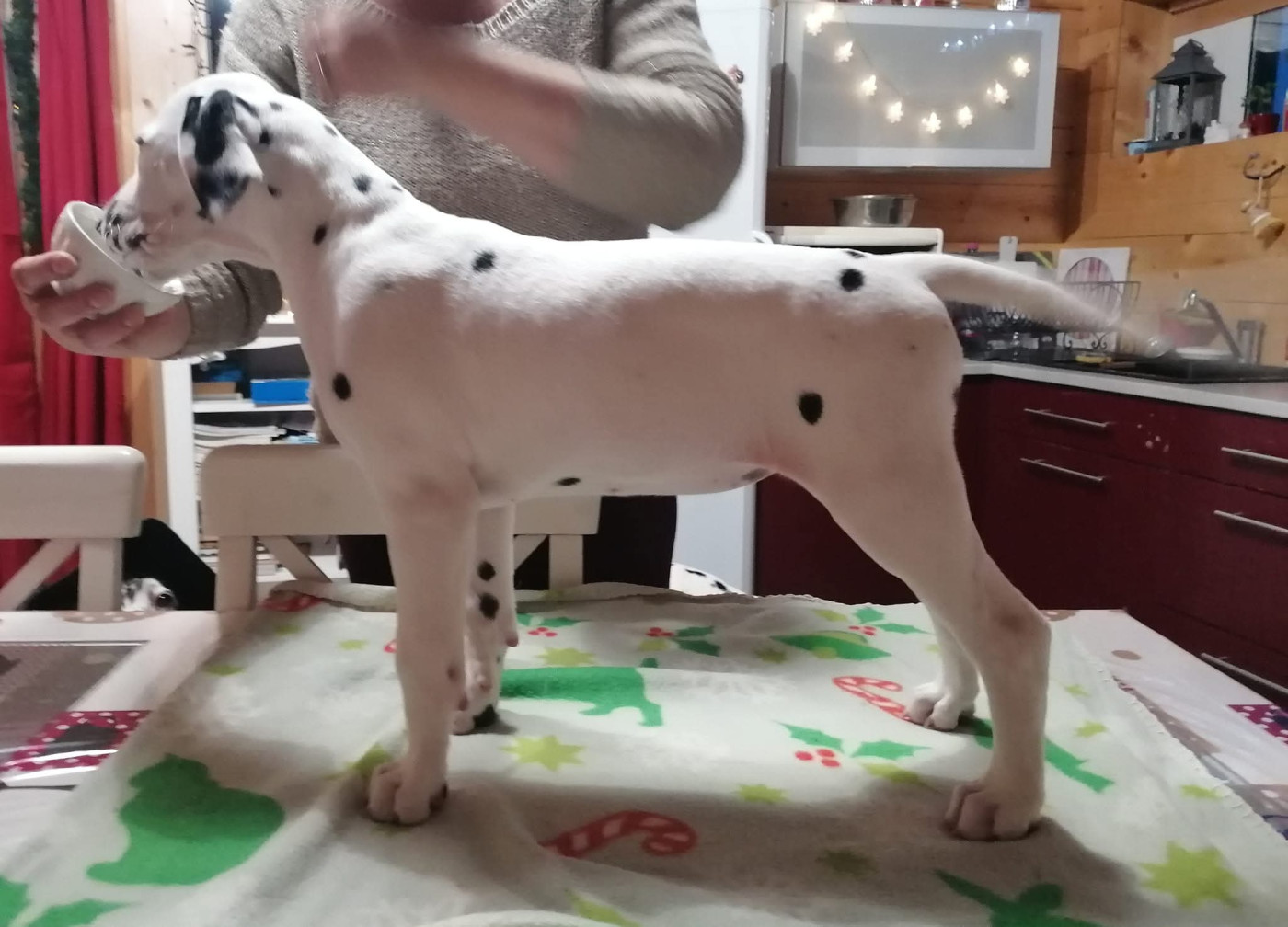 Tinkerbell Clochette Du Clos De Patch