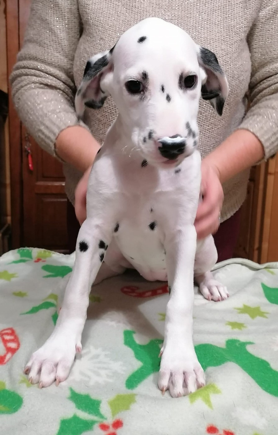 Tinkerbell Clochette Du Clos De Patch