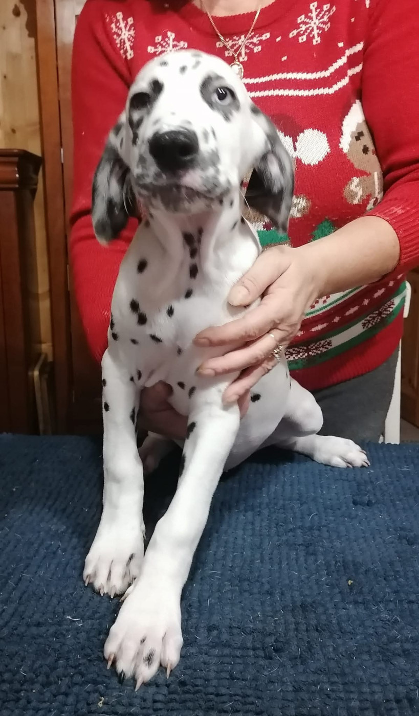 Taram Du Clos De Patch