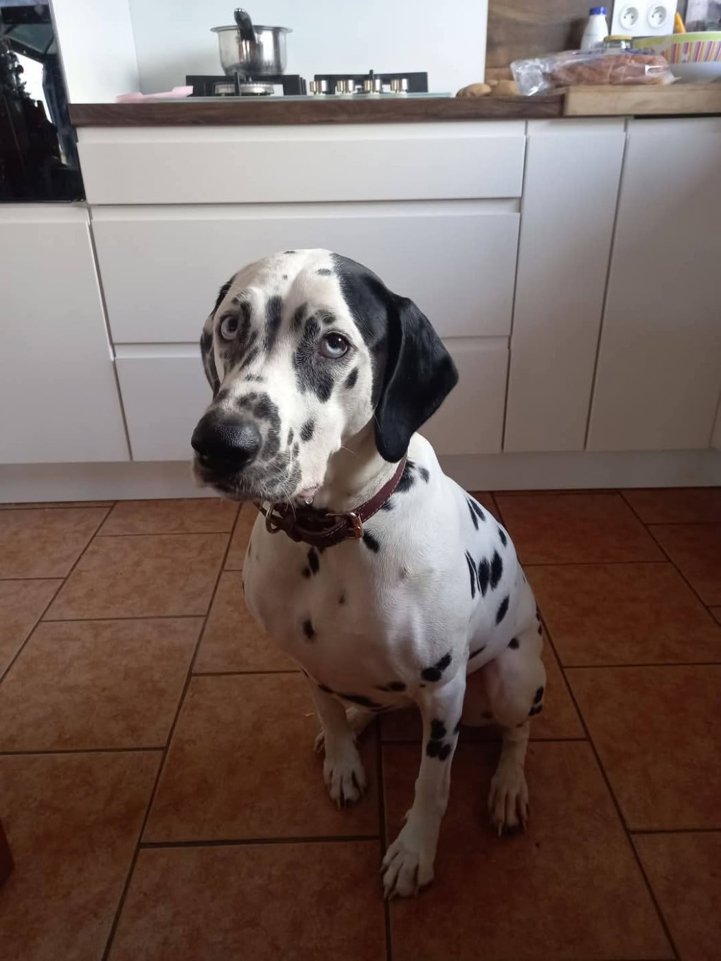 Tosca Eclipse dit Tosca Du Clos De Patch