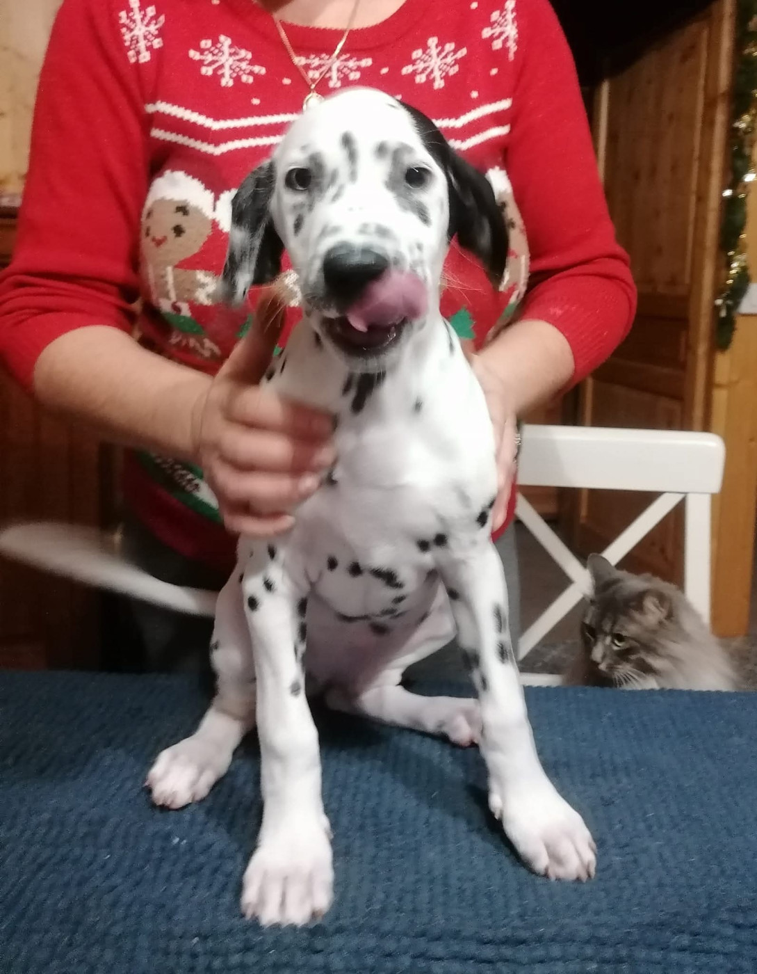 Tosca Eclipse dit Tosca Du Clos De Patch