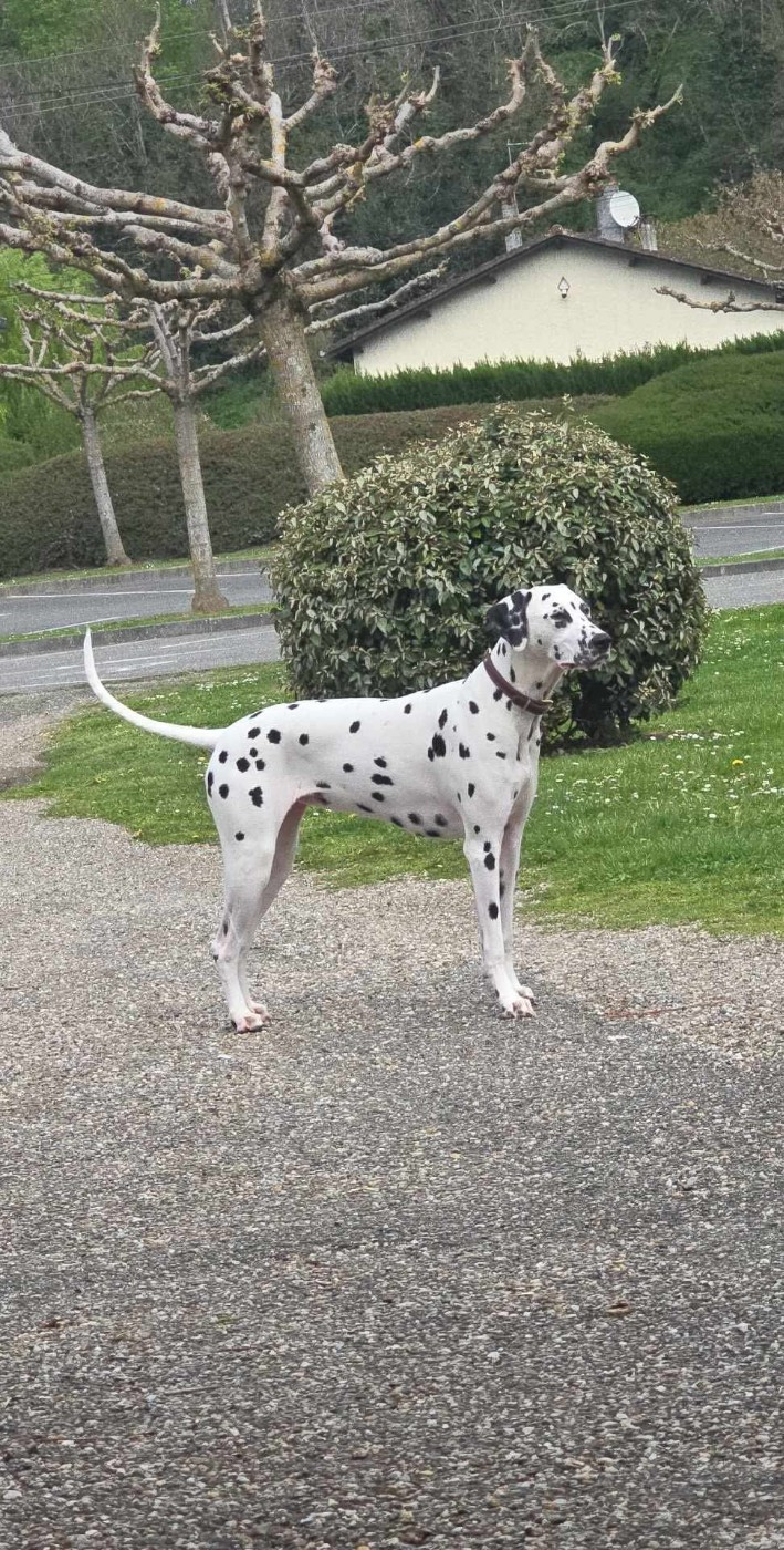 Talya Du Clos De Patch (Décédée)