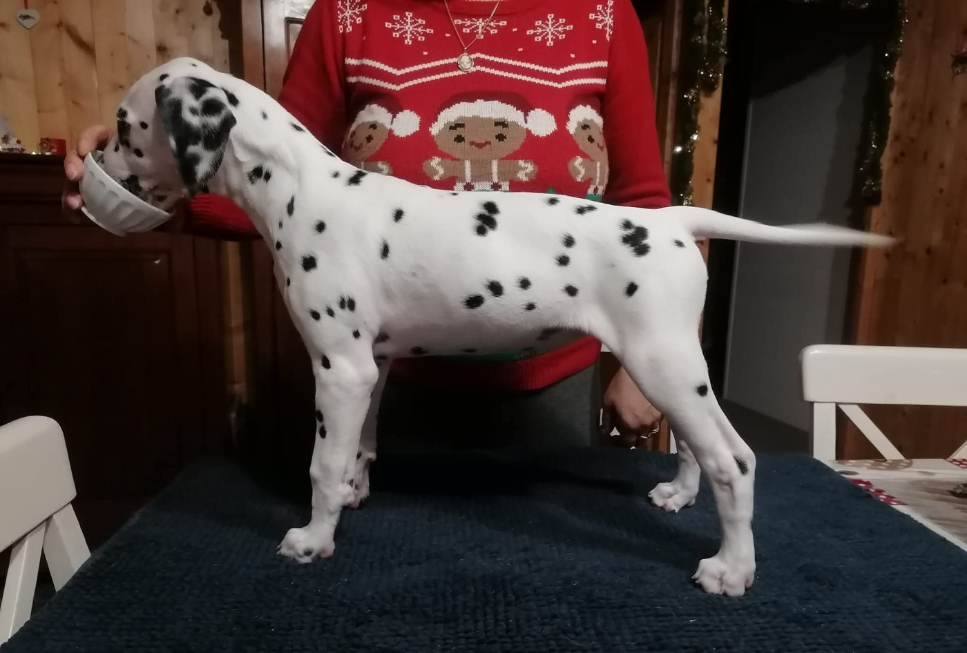 Talya Du Clos De Patch (Décédée)