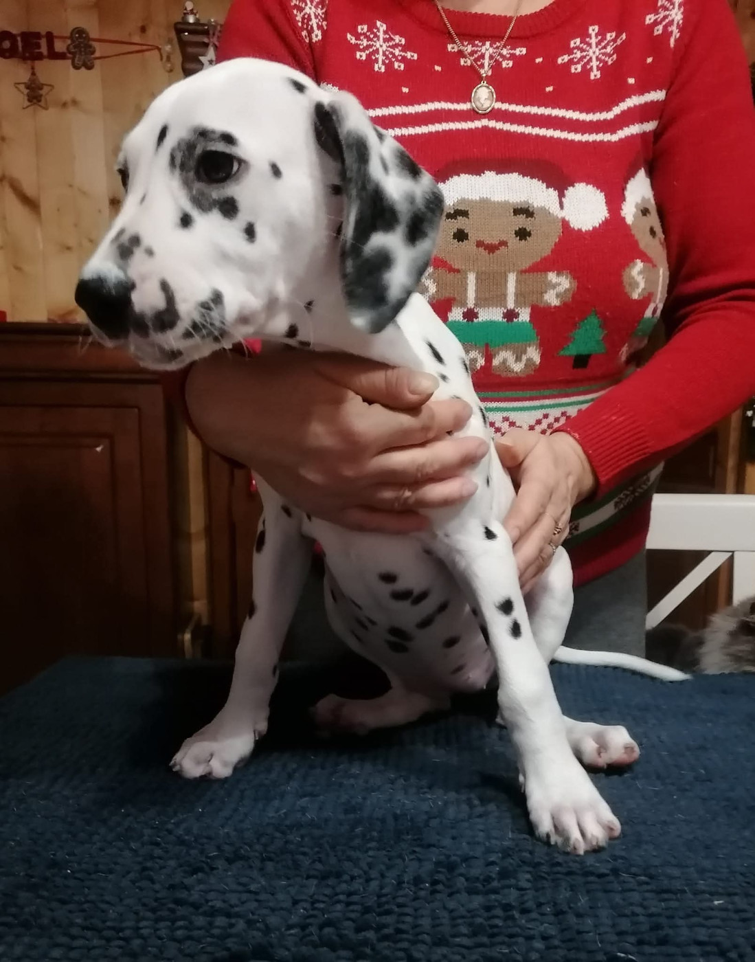 Talya Du Clos De Patch (Décédée)