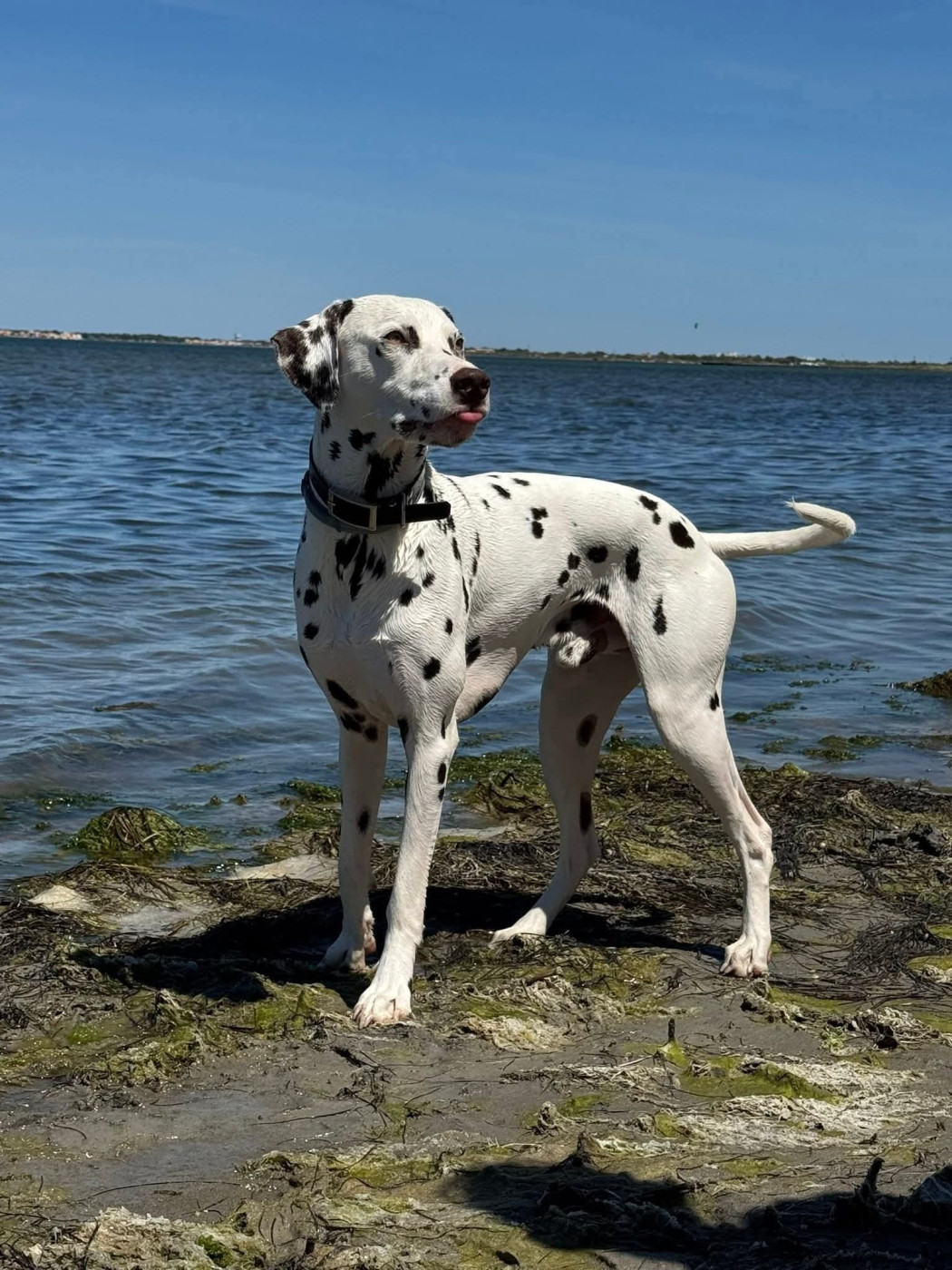 Ugo Boss dit Ungaro Du Clos De Patch