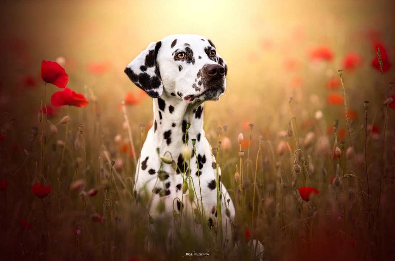 Utopia dit Umee Du Clos De Patch