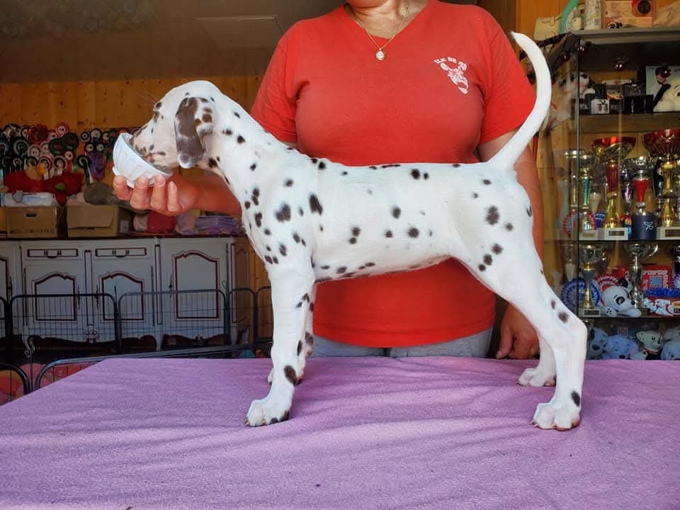 Utopia dit Umee Du Clos De Patch