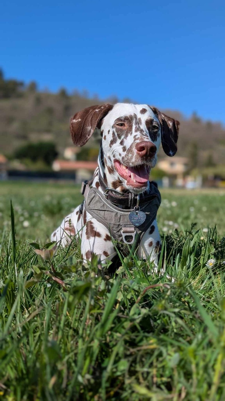 Ultra Irrésistible dit Umpa Loompa