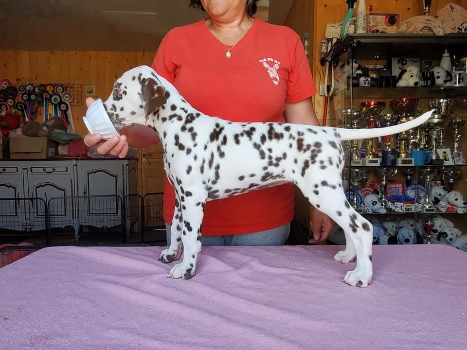 Ultra Irrésistible dit Umpa Loompa