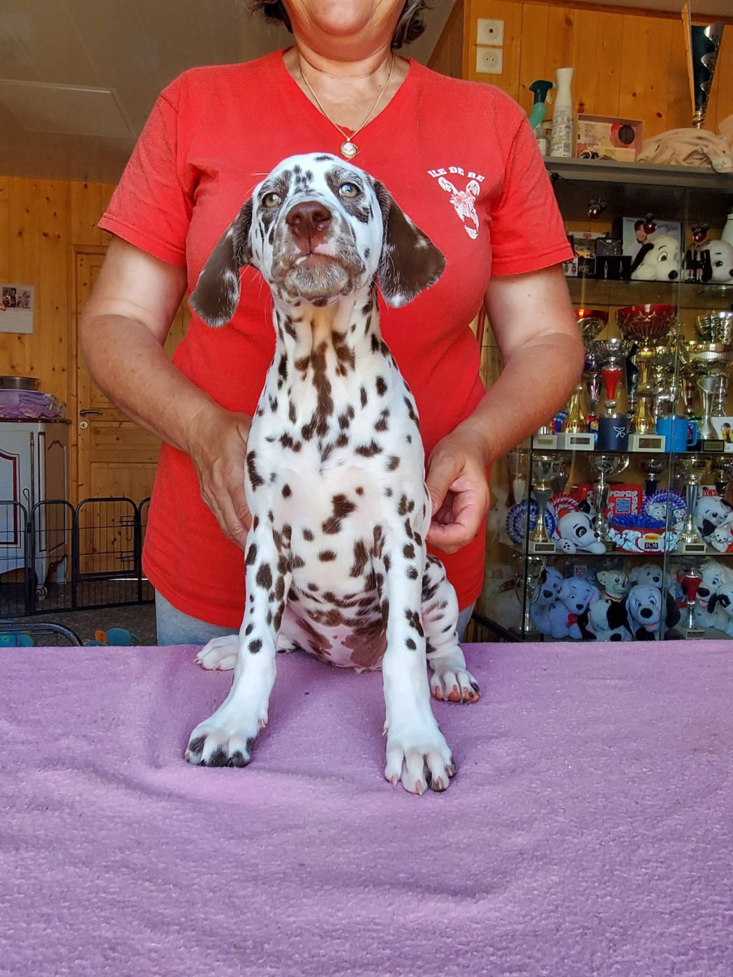 Ultra Irrésistible dit Umpa Loompa