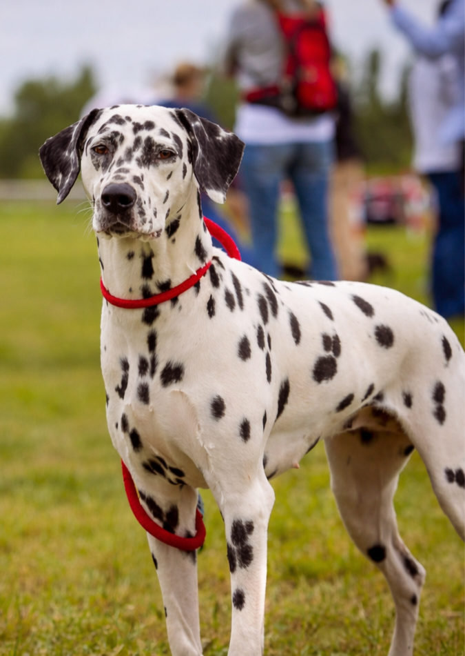 Tell The World I Love You Laïka Du Clos De Patch