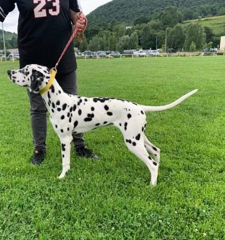 Tell The World I Love You Laïka Du Clos De Patch