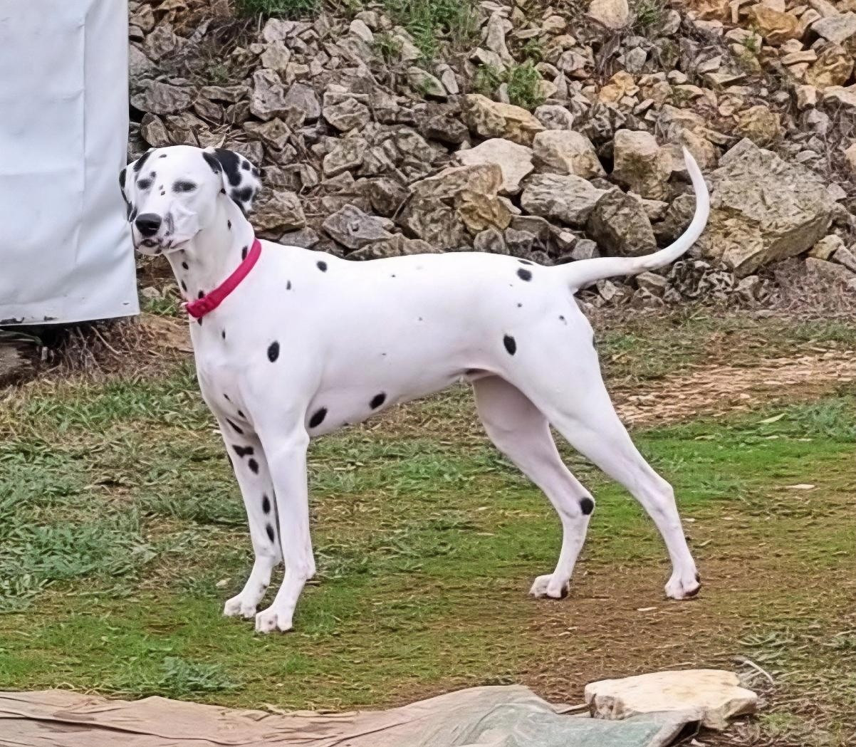 Tinkerbell Clochette Du Clos De Patch