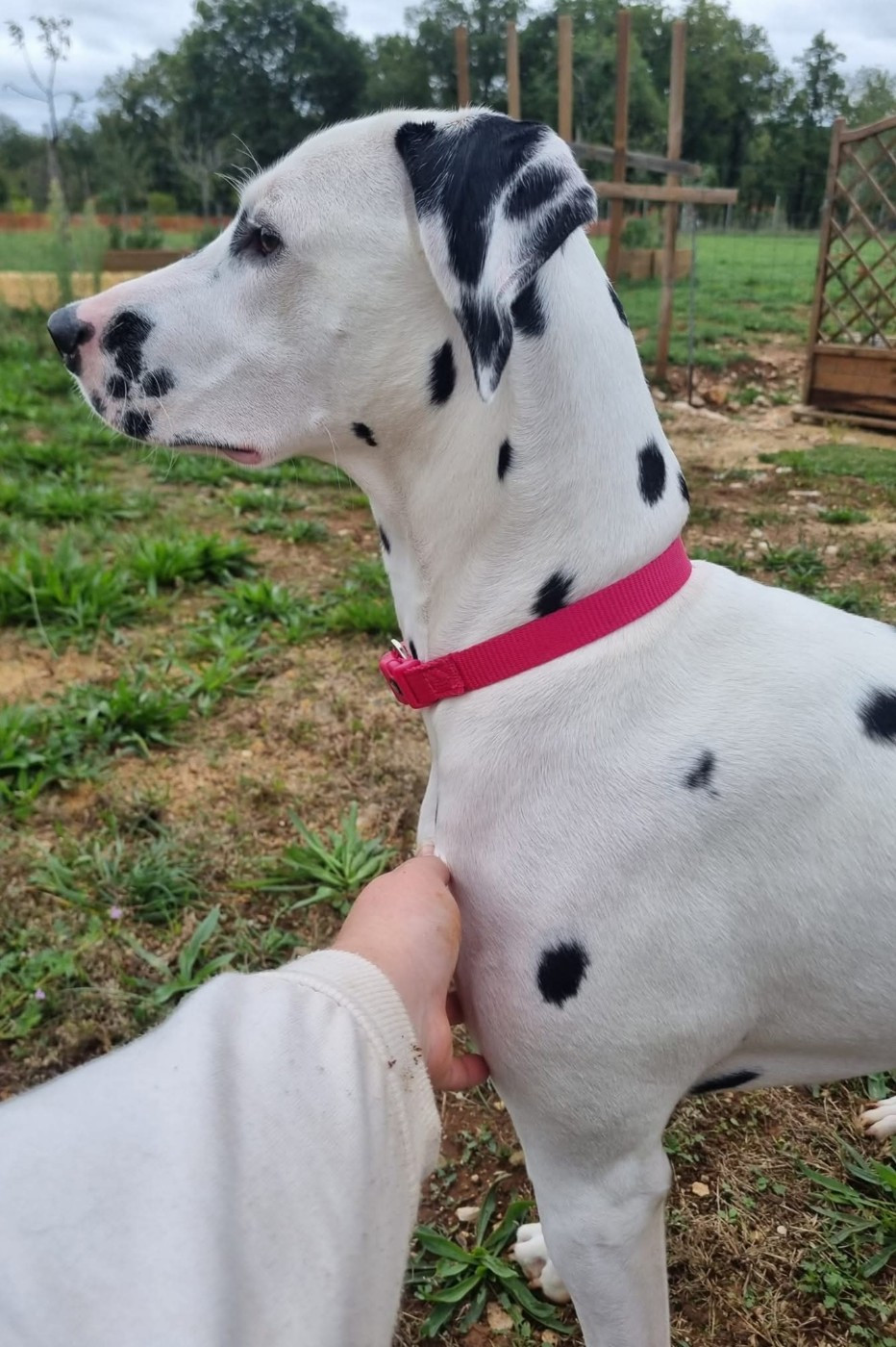 Tinkerbell Clochette Du Clos De Patch