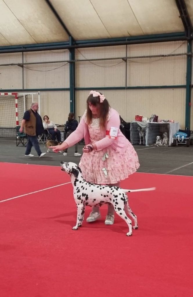 Never give up Du Clos De Patch - Classe Ouverte: 1ere Excellent CACS CACIB Meilleur De Sexe Opposé (BOS)