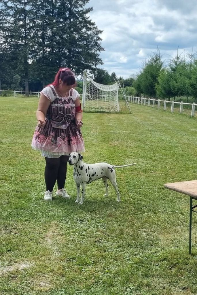 Jelly bean De La Voûte Céleste - Classe Vétéran: 4eme Excellent