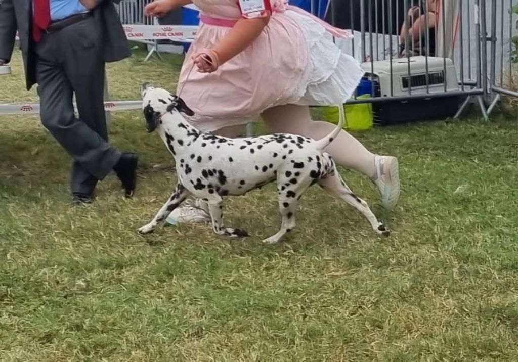 Never give up Du Clos De Patch - Classe Ouverte: 1ere Excellent CACS