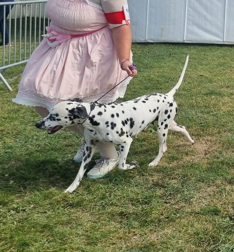 Never give up Du Clos De Patch - Classe Ouverte: 2eme Excellent