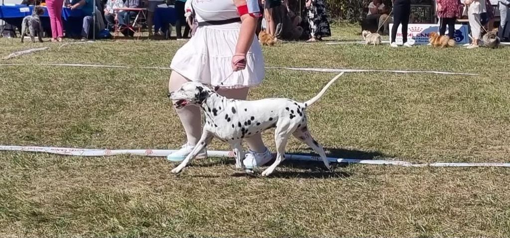 Jelly bean De La Voûte Céleste - Classe Vétéran: 1ere Excellent CACS-Veteran Meilleur Vétéran