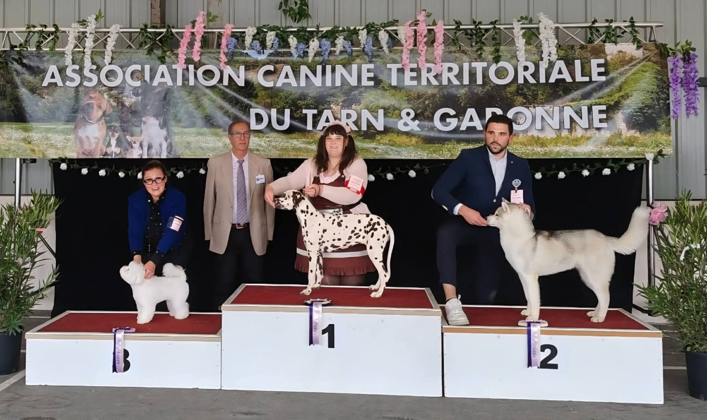 Apple Of My Eye Du Clos De Patch - Classe Puppy: 1er Très Prometteur Meilleur Puppy (PBOB) Meilleur Puppy de L'exposition (BIS Puppy)