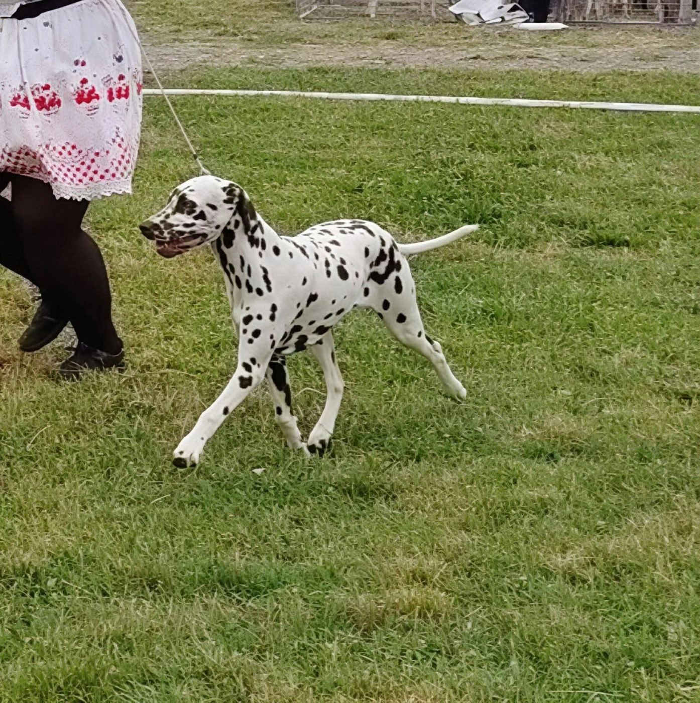 Apple Of My Eye Du Clos De Patch - Classe Puppy: 1ere Très Prometteur Meilleur Puppy (PBOB)