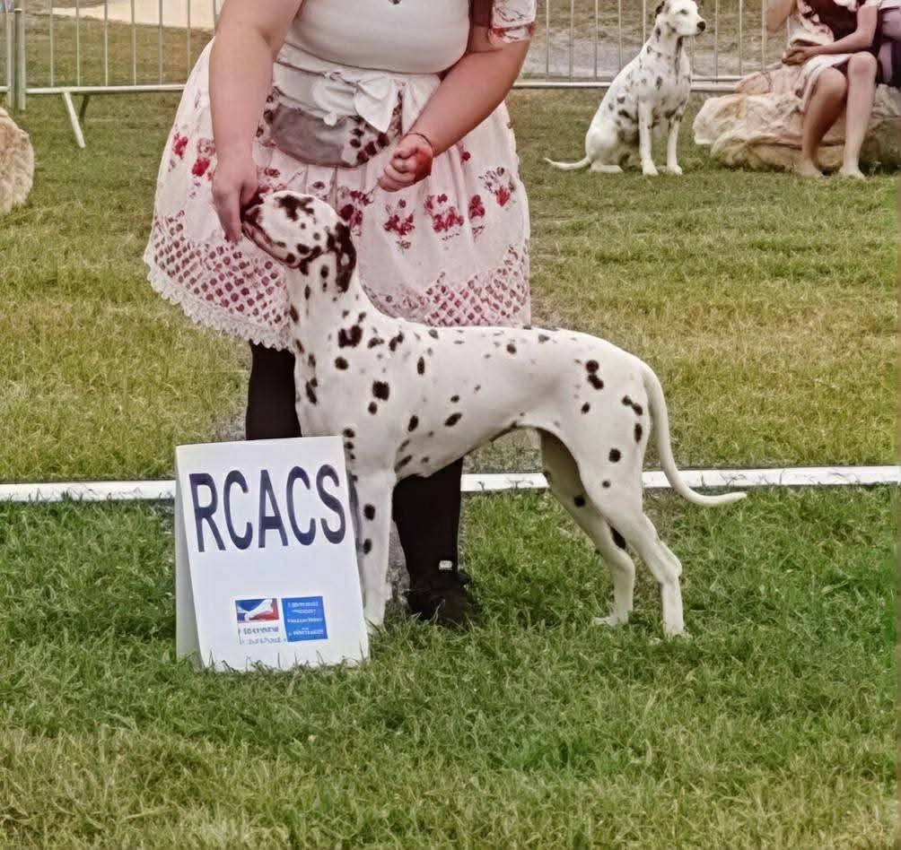 Venus twinkle little star Du Clos De Patch - Classe Ouverte: 2eme Excellent RCACS