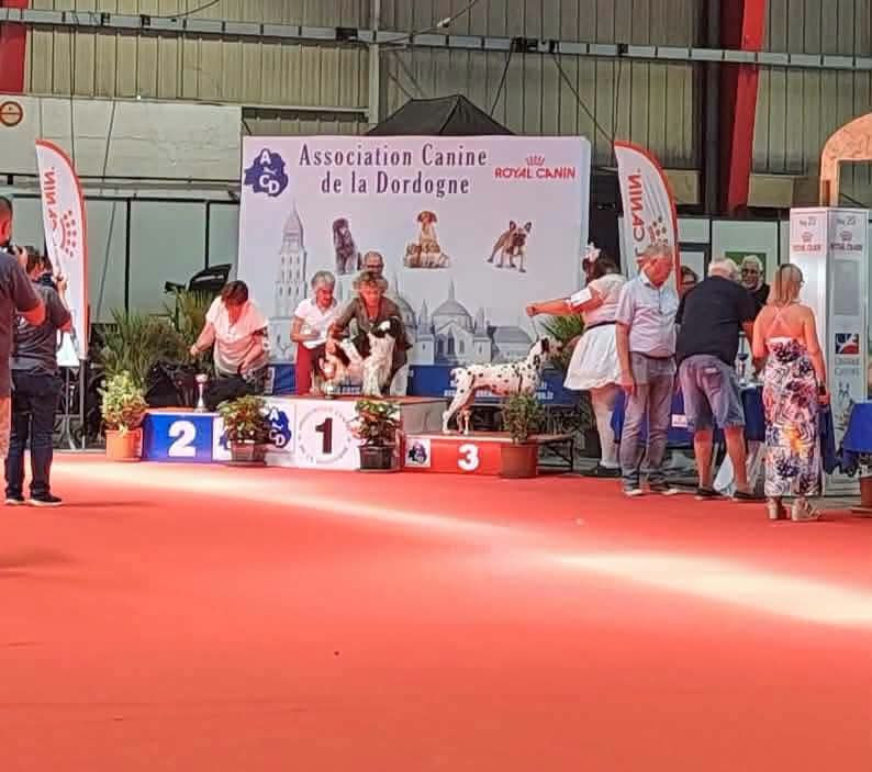 Never give up Du Clos De Patch - Classe Vétéran: 1ere Excellent CACS-Veteran Meilleur Vétéran (VBOB) 3eme Meilleure Vétéran de l'exposition (BIS3 Vétéran)