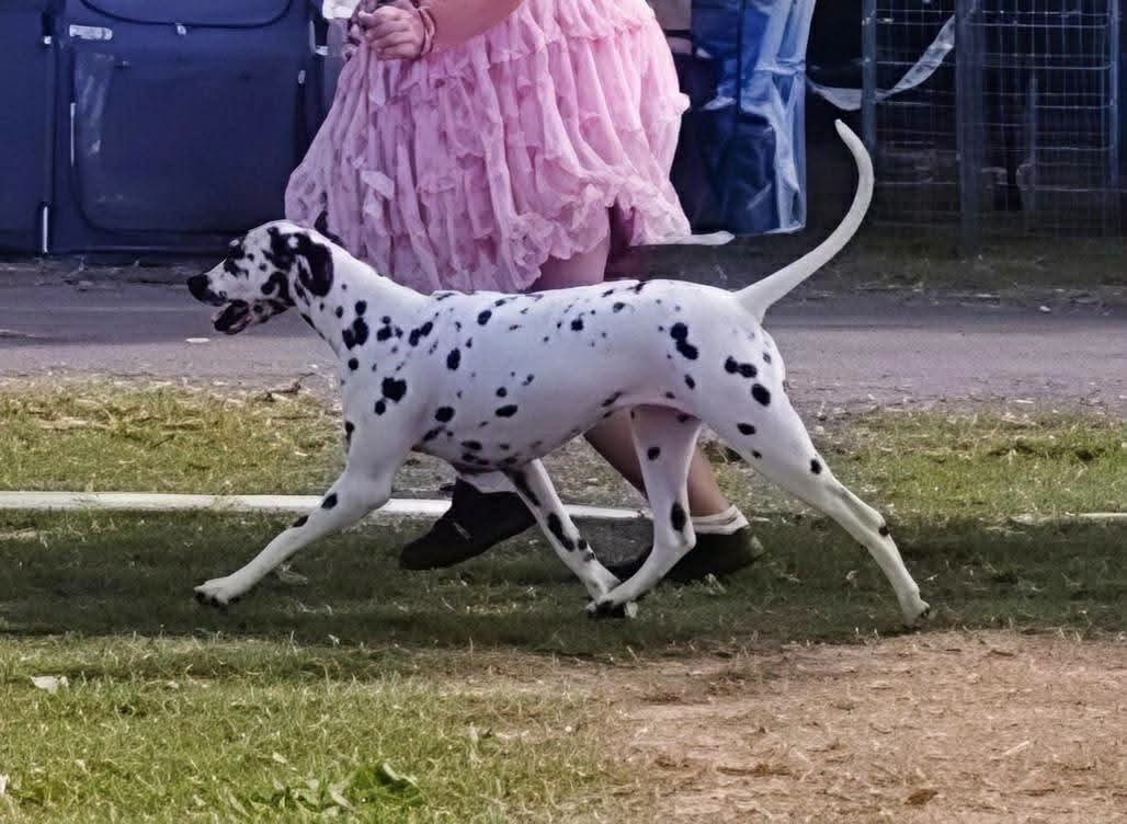 Venus twinkle little star Du Clos De Patch - Classe Ouverte: 1ere Excellent CACS RCACIB