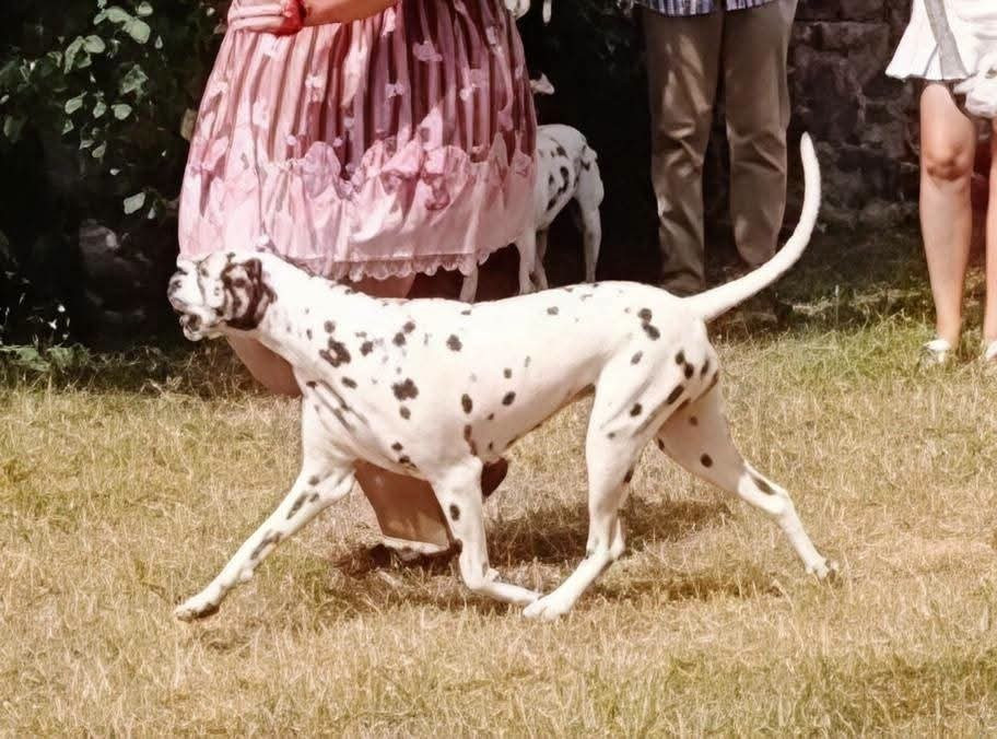 Venus twinkle little star Du Clos De Patch - Classe Ouverte: 4eme Excellent
