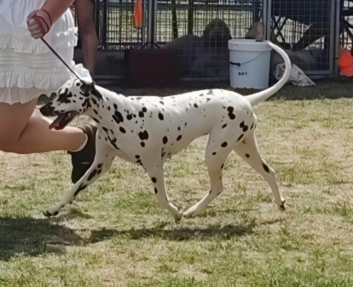 Venus twinkle little star Du Clos De Patch - Classe Ouverte: 2eme Excellent RCACS