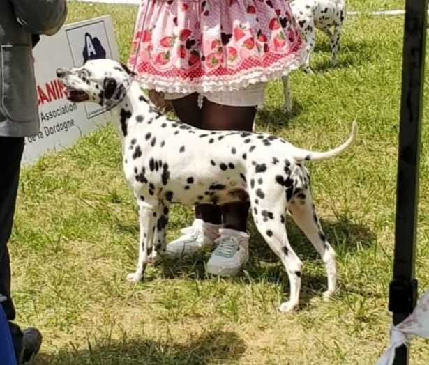 Never give up Du Clos De Patch - Classe Ouverte Femelle: 2eme Excellent RCACS