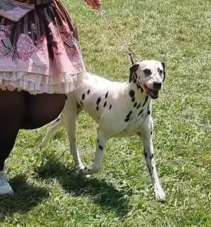 Jelly bean De La Voûte Céleste - Classe Vétéran: 1ere Excellent CACS-Veteran Meilleur Vétéran