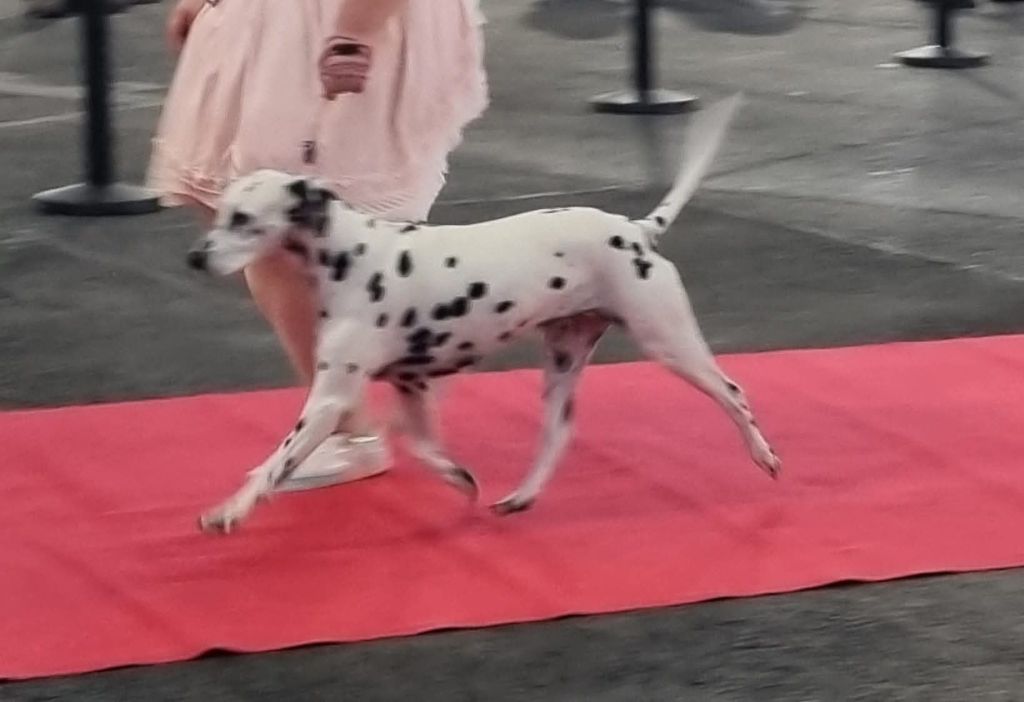 Jelly bean De La Voûte Céleste - Classe Vétéran: 1ere Excellent CACIB-Veteran Meilleur Vétéran