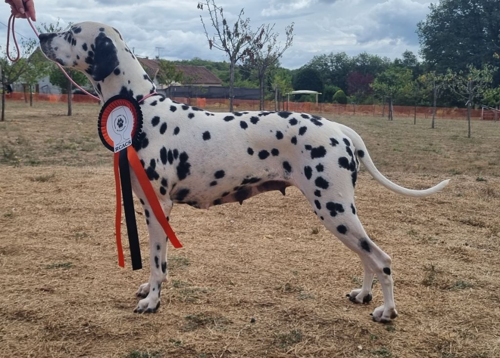 Never give up Du Clos De Patch - Classe Ouverte: 1ere Excellent RCACS