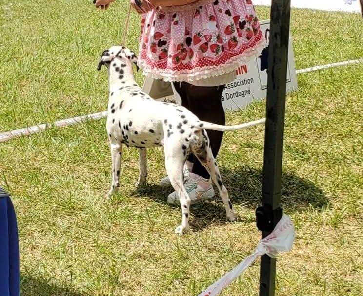 Jelly bean De La Voûte Céleste - Classe Vétéran: 1ere Excellent CACIB-V Meilleur Vétéran