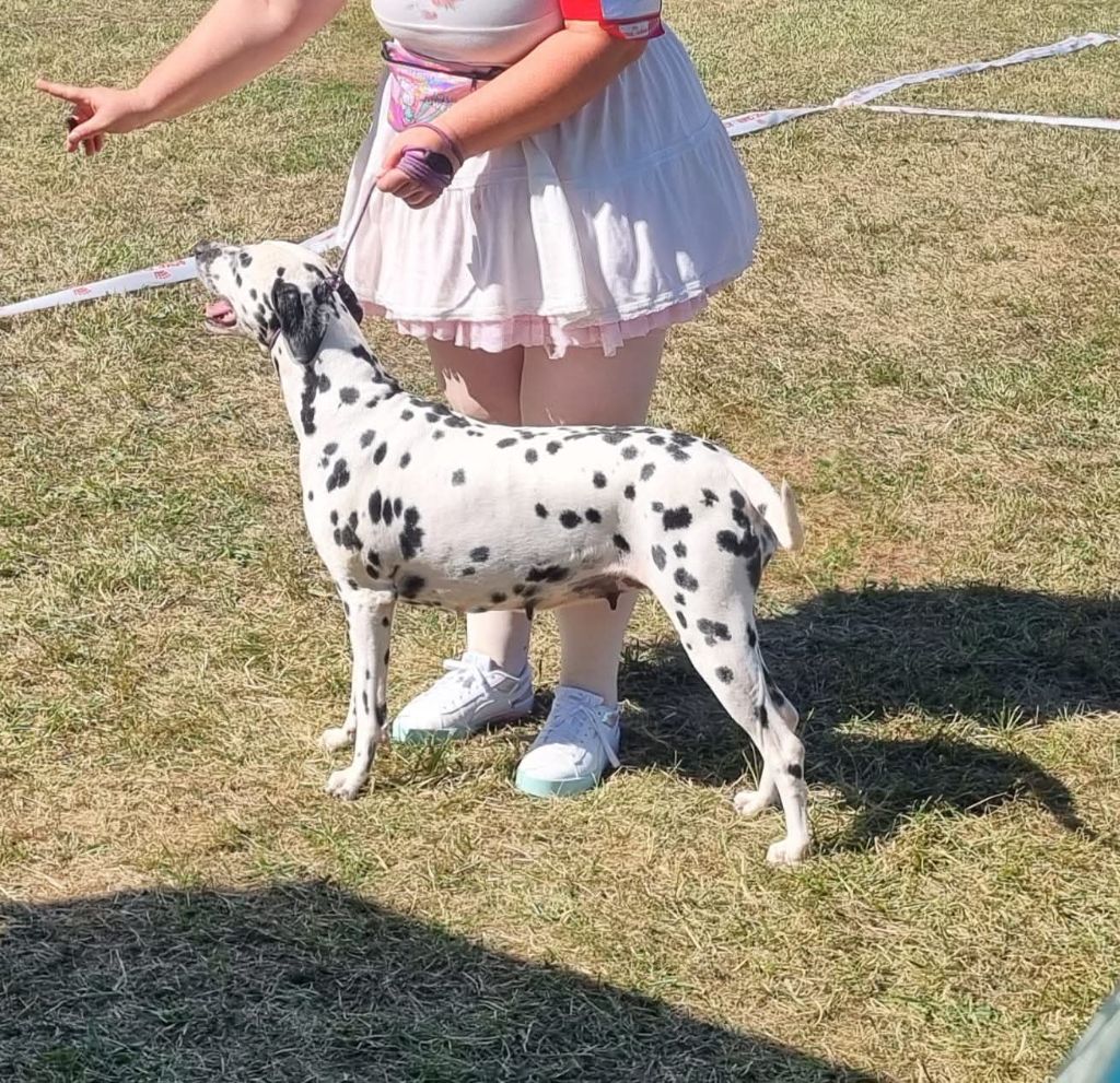 Never give up Du Clos De Patch - Classe Ouverte: Très Bon, Non Classée