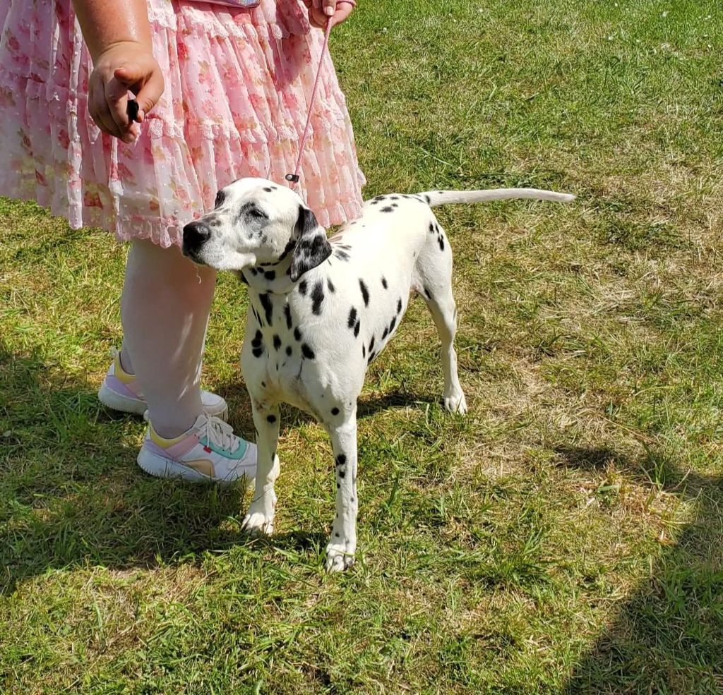 Jelly bean De La Voûte Céleste - Classe Vétéran: 1ere Excellent CACS-Veteran Meilleur Vétéran
