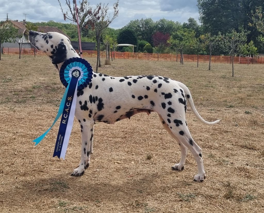 Never give up Du Clos De Patch - Classe Ouverte: 2eme Excellent RCACS